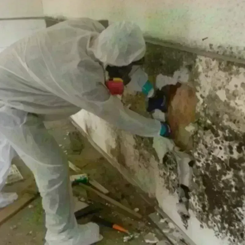 Mold Remediation and Removal in Oakridge, OR